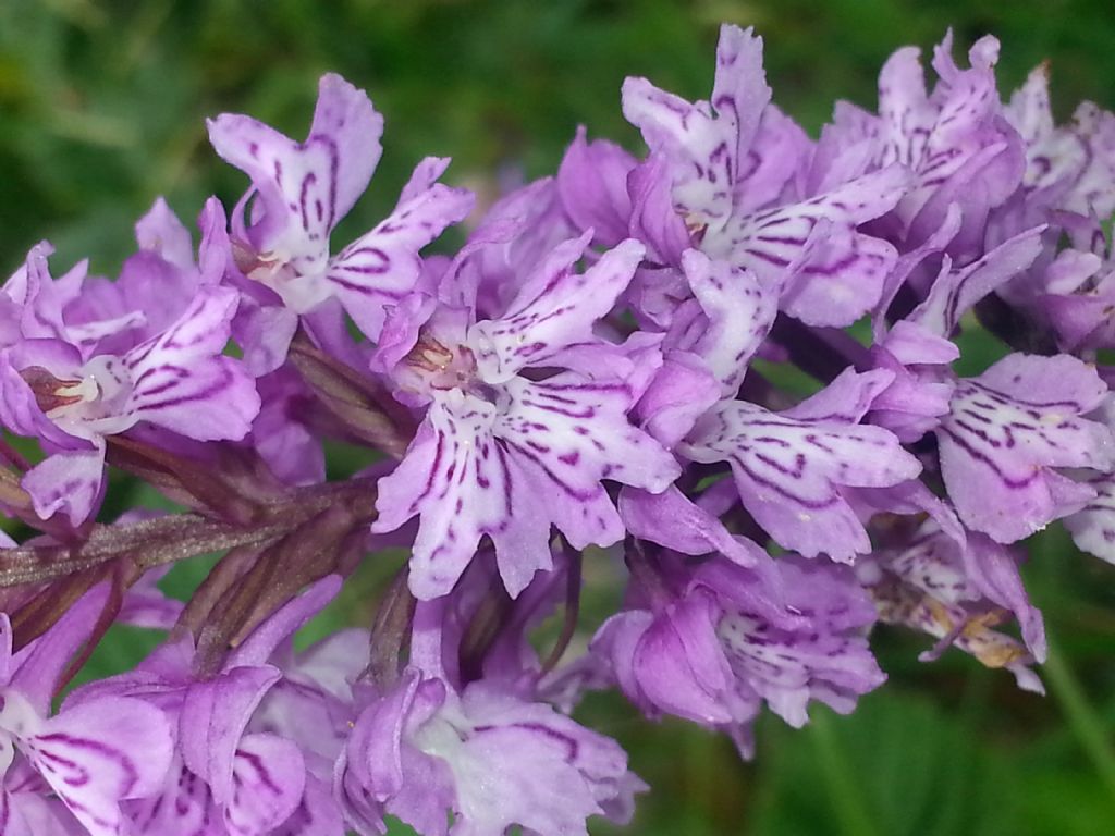 Lusus di Dactylorhiza